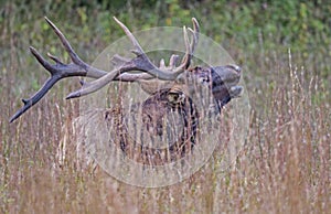 A bull Elk takes a break in the tall grass.