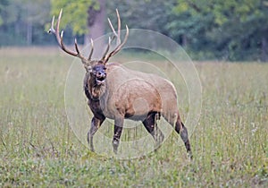 A bull Elk throws back his head and bugles in an open field.