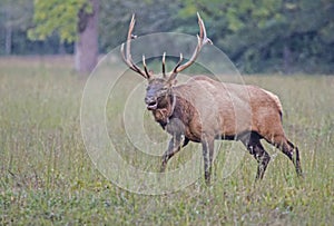 A bull Elk throws back his head and bugles in an open field.