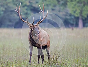 A bull Elk throws back his head and bugles in an open field.