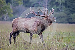 A bull Elk throws back his head and bugles in an open field.