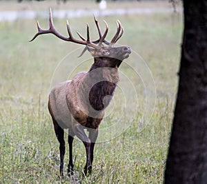 A bull Elk throws back his head and looks up a tree.