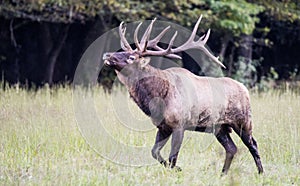 A bull Elk throws back his head in an open field.