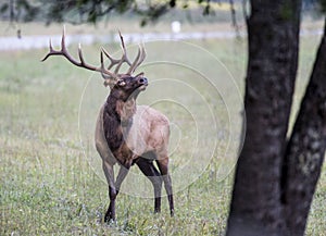 A bull Elk throws back his head and winds.