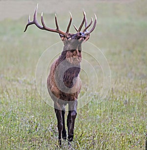 A bull Elk throws back his head and winds.