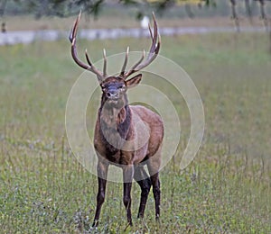 A bull Elk throws back his head and winds.