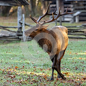 Bull Elk Turns In Oconaluftee Settlement photo