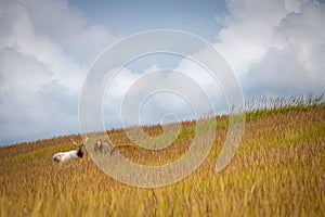 A bull elk and two cows grazing in a field of tall grass