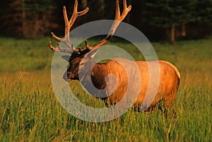 Bull Elk in Velvet