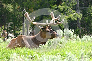 Bull Elk in Velvet