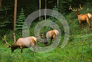 Bull Elk in Velvet