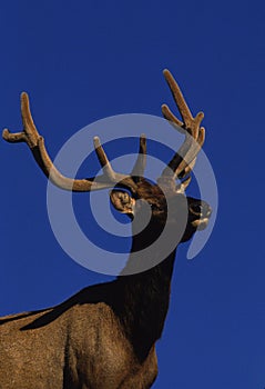 Bull Elk in Velvet