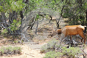 Bull Elk in Velvet