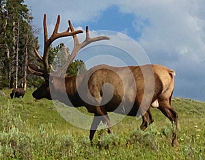 Bull Elk