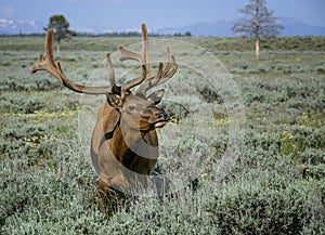 Bull elk in velvet close-up