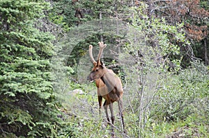 Bull Elk in velvet, foraging