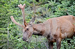 Bull Elk in velvet, foraging