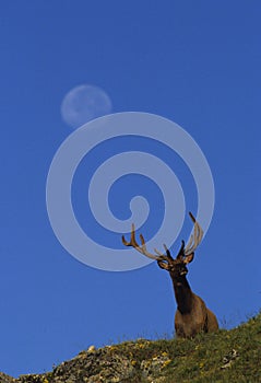 Bull Elk in Velvet With Full Moon