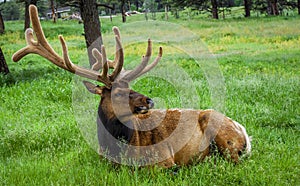 Bull Elk In Velvet