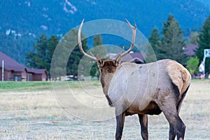 Bull elk visiting the YMCA of the Rockies in early evening