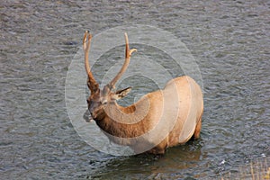 Bull Elk Wading In Stream, In Yellowstone National Park