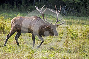 A bull Elk walking in an open field.