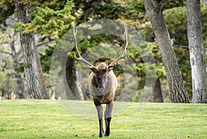 Bull Elk Walking Towards Camera, Yellowstone National Park