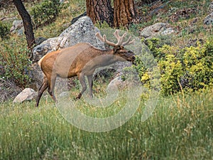 Bull Elk Walking Up a Hill