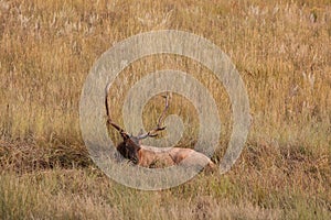 Bull Elk in Wallow