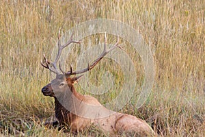 Bull Elk in Wallow