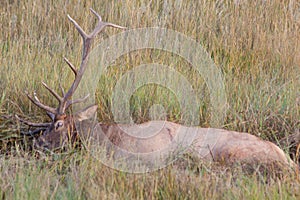 Bull Elk Wallowing in Rut