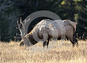 Bull Elk Wapiti, Cervus canadensis