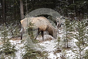 Bull Elk Wapiti, Cervus canadensis feeding in a forest in snow