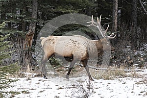 Bull Elk Wapiti, Cervus canadensis walks through a forest in snow