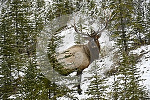 Bull Elk Wapiti, Cervus canadensis walks through a forest in snow