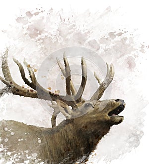 Bull Elk Watercolor