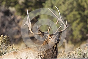 Bull elk wildlife antlers closeup