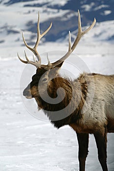 Bull Elk Winter