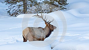 Bull elk in Winter landscape, Yellowstone National Park