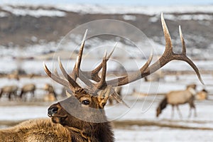 Bull elk winter portrait