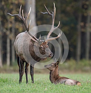 Bull Elk wit Calf