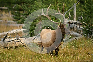 Bull Elk in Yellowstone