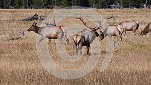 Bull Elk in Yellowstone National Park