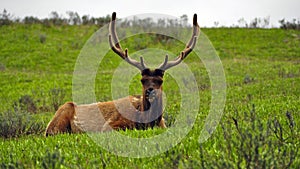 Bull Elk in Yellowstone National Park, Wyoming