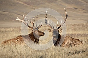 Bull elks photo