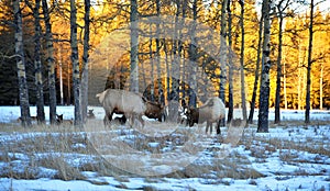 Bull elks photo