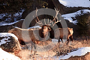 Bull elks in cold weather
