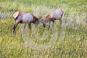 Bull Elks in Colorado