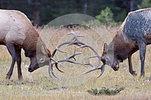 Bull Elks fighting