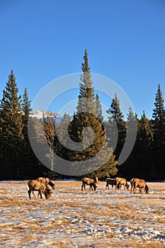 Bull elks on meadow photo